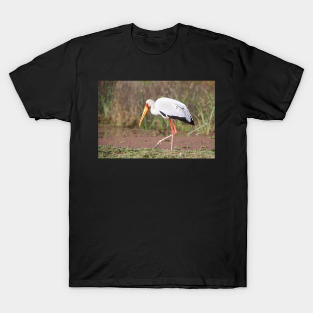 Yellow-billed Stork Feeding T-Shirt by Carole-Anne